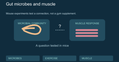 Conceptual gut and muscle panels linked by a research question, with a mouse-study label.