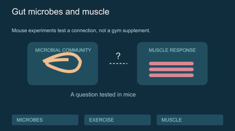 Conceptual gut and muscle panels linked by a research question, with a mouse-study label.
