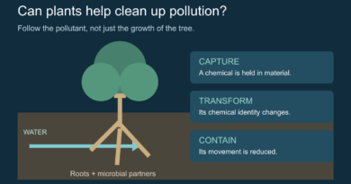 Conceptual diagram of tree roots and three possible pollutant outcomes: capture, transformation and containment.