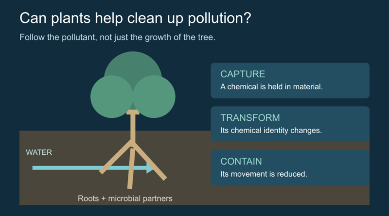 Conceptual diagram of tree roots and three possible pollutant outcomes: capture, transformation and containment.
