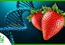 Why Do Strawberries Have Eight Copies of Their Genes