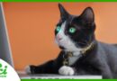 How the Internet Can Finally Answer Its Own Cat Questions