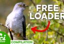 Broods, Brains, and Blood: Where Won’t Parasites Go? | Compilation