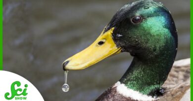 How Do Ducks Stay Dry?