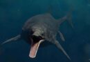 Triassic ichthyosaur was super-predator that may have been largest ever animal