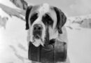 Giant Dogs to Cuddle With: Top 5 Biggest Dog Breeds in the World