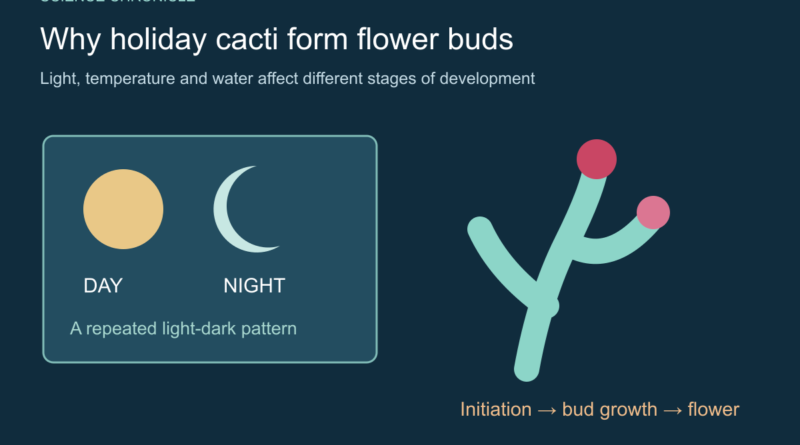 Conceptual diagram linking a repeated day-night pattern with stages of flower development.