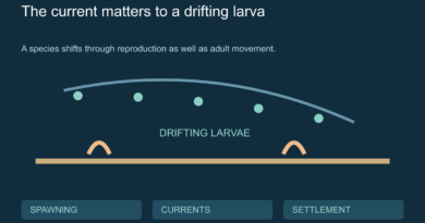 Conceptual seafloor adults and drifting larvae with a seasonal-current path.