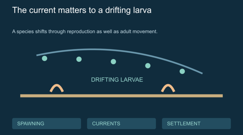 Conceptual seafloor adults and drifting larvae with a seasonal-current path.