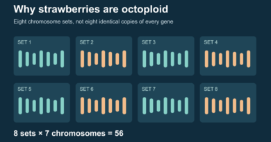 Eight labeled sets with seven schematic chromosomes in each, totaling 56; simplified counting model, not a karyotype.