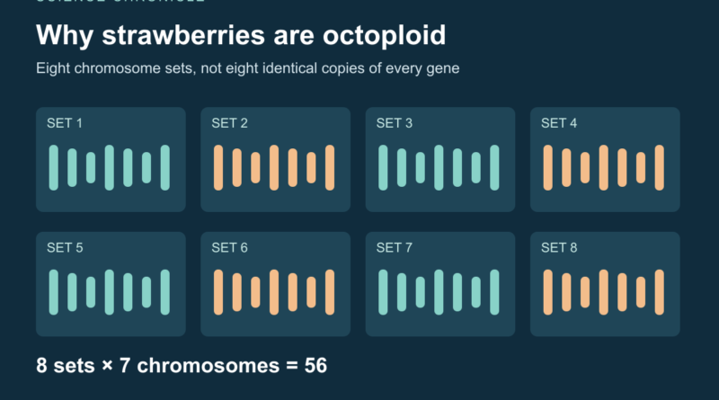 Eight labeled sets with seven schematic chromosomes in each, totaling 56; simplified counting model, not a karyotype.