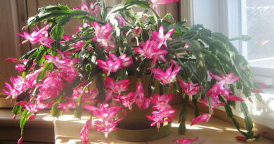 These 3 Tips Ensure Your Christmas Cactus Blooms Every Winter