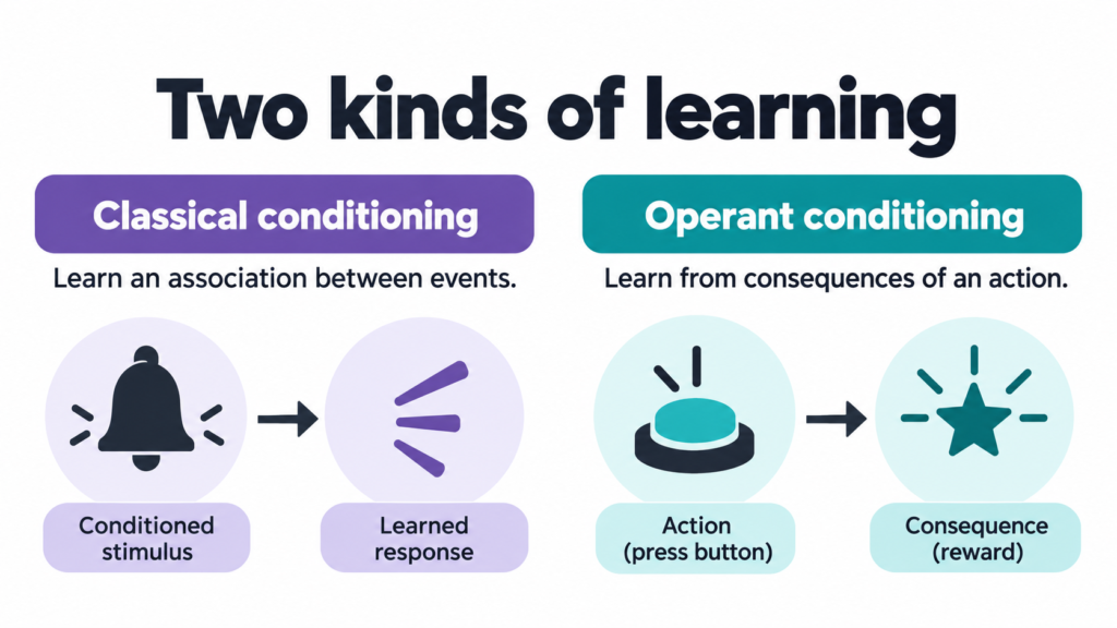 Editorial illustration: classical and operant conditioning.