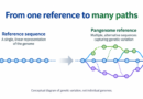 The Human Pangenome Reference: More Paths Through Genetic Variation Editorial illustration: human pangenome 2023 reference.
