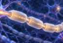 Myelin and Nerve Signaling: Why the Insulation Analogy Has Limits Editorial illustration: myelin and nerve signaling.